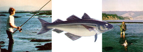 Saltwater Fishing Image